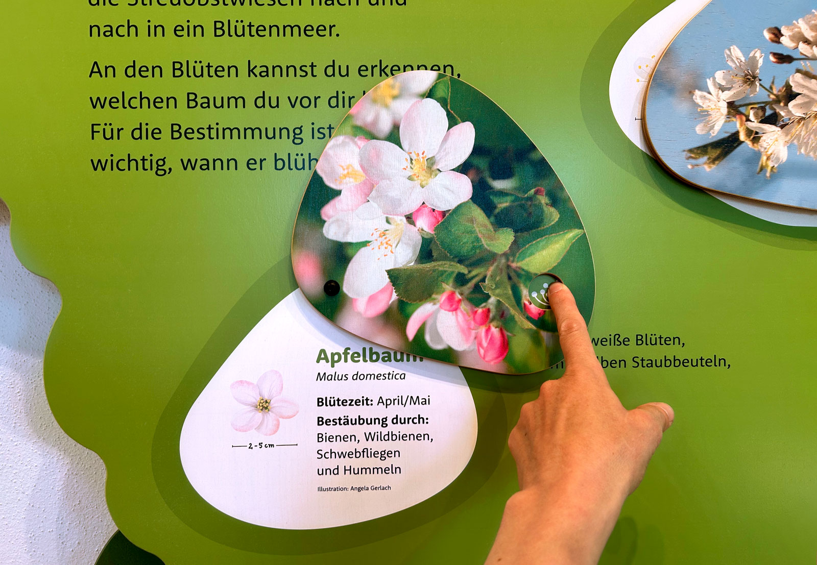 Die Obstbäume anhand von Knospen, Blüten und Blättern erkennen